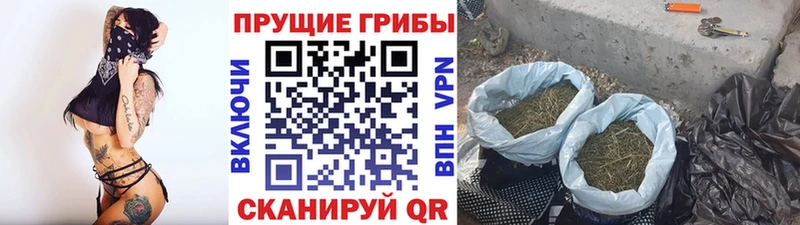 Псилоцибиновые грибы Psilocybine cubensis  Стерлитамак 
